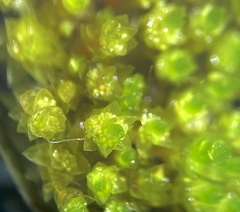 Bryum barnesii
