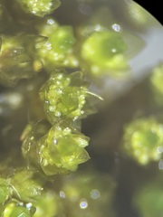 Bryum barnesii