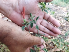 Dicliptera squarrosa