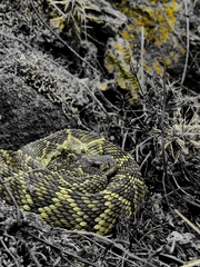 Crotalus molossus