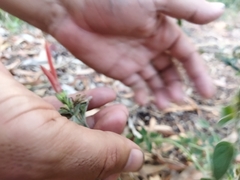 Dicliptera squarrosa