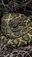 Crotalus molossus