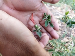 Dicliptera squarrosa