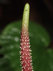 Peperomia crispa