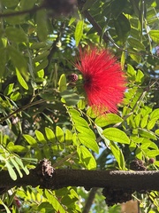 Calliandra haematocephala