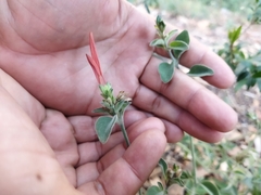 Dicliptera squarrosa