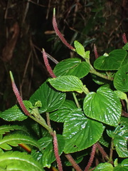 Peperomia crispa
