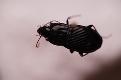 Pterostichus permundus