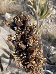 Agave lechuguilla