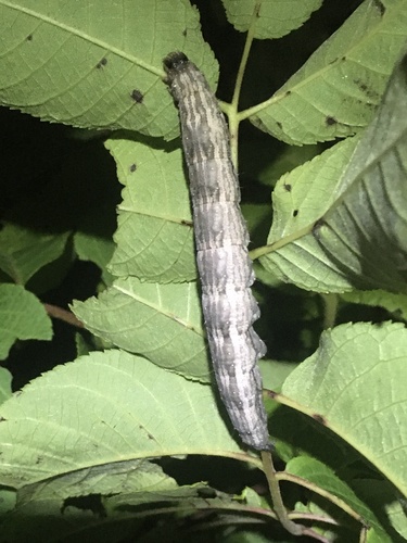 Penitent Underwing photo 4