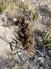 Agave lechuguilla