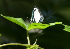 Psychonotis caelius