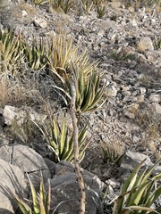 Agave lechuguilla