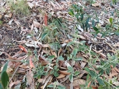 Dicliptera squarrosa