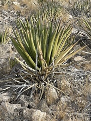 Agave lechuguilla
