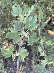 Malacothamnus fasciculatus nuttallii