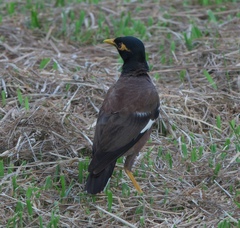 Acridotheres tristis
