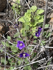 Phacelia parryi