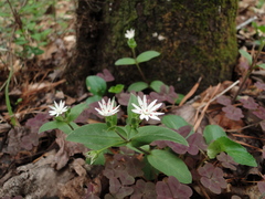 Stellaria pubera