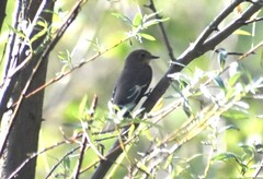 Ficedula hypoleuca
