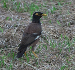 Acridotheres tristis