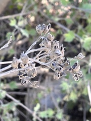 Malacothamnus fasciculatus nuttallii