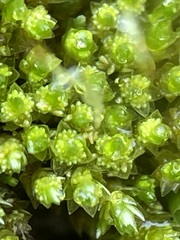 Bryum barnesii