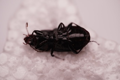 Pterostichus permundus