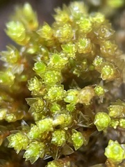Bryum barnesii
