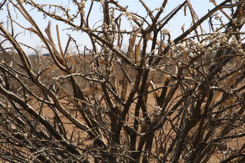 Image of Vachellia stuhlmannii by (c) Tony Rebelo, some rights reserved (CC BY-SA)