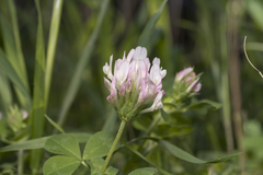 Trifolium clypeatum
