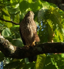 Accipiter rufitorques