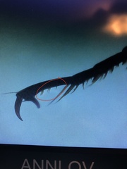 Pterostichus permundus