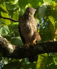 Accipiter rufitorques
