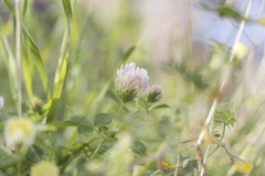 Trifolium clypeatum