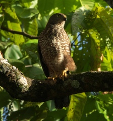 Accipiter rufitorques