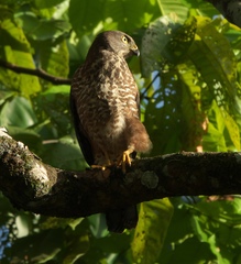 Accipiter rufitorques