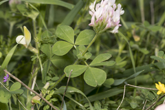 Trifolium clypeatum