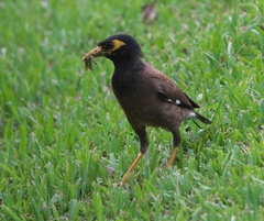 Acridotheres tristis