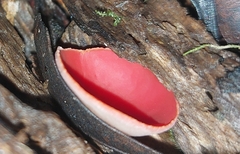 Sarcoscypha macaronesica