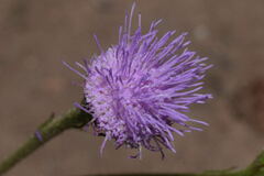 Fleischmannia arguta