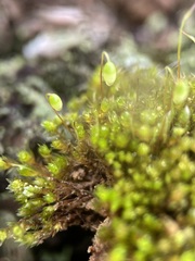 Bryum barnesii