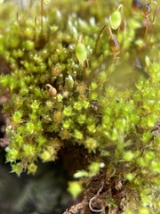 Bryum barnesii