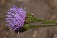 Fleischmannia arguta