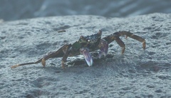 Grapsus albolineatus