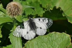 Parnassius mnemosyne