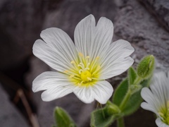 Cerastium alpinum