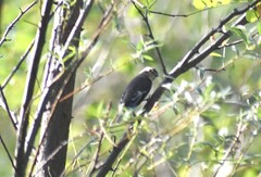 Ficedula hypoleuca