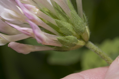 Trifolium clypeatum