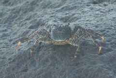 Grapsus albolineatus